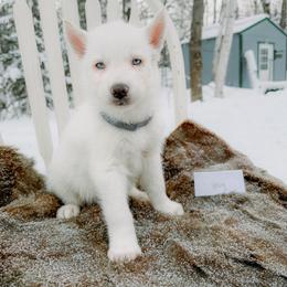 Gray collar - White male Siberian Husky puppy in Solon Springs, Wisconsin from Snowfall Siberians