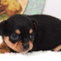 Opie - Black and tan male Chihuahua puppy in Clinton, Missouri from RockyTop Hearts