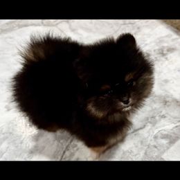 Sansa - Black and tan female Pomeranian puppy in Eagle Pass, Texas from Texas Tumbleweed Poms