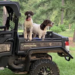 Chloe - German Shorthaired Pointer
