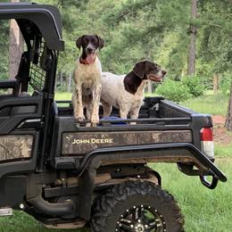 Chloe - German Shorthaired Pointer