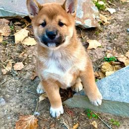 1 - Red male Shiba Inu puppy in Aledo, Texas from Louwien Shiba Rotties