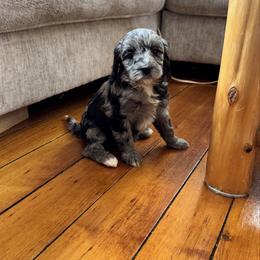 Navi - Merle female Bernedoodle puppy in Constableville, New York from Zehr’s Labradoodles & Bernedoodles