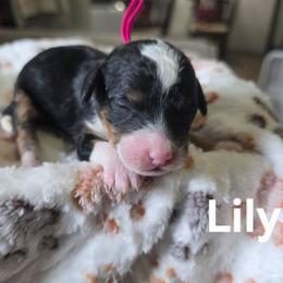 Lily - Tri-color female Bernedoodle puppy in Blackfoot, Idaho from Draper Mountain Doodles
