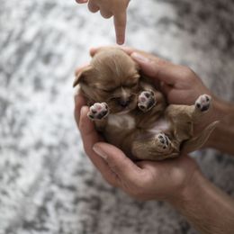 Cavalier King Charles Spaniel Puppies from Tsarevich Goldens and Cavaliers