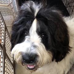 Bella - Saint Berdoodle