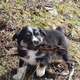 Australian Shepherd Puppies from Glacier Aussies