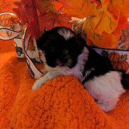 Shih Tzu Puppies from Sassy Shih Tzu Puppies