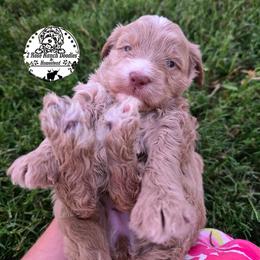 Apricot girl - Yellow and white female Bernedoodle puppy in Graham, Texas from 2 Rose Ranch Doodles