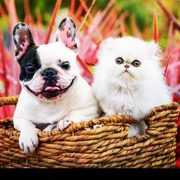 French Bulldog All Grown Up from Morgenstern's French Bulldogs