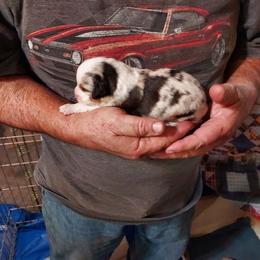 Diamond Doll - Blue merle female Miniature Australian Shepherd puppy in Mc Arthur, California from Kingscastle Ranch