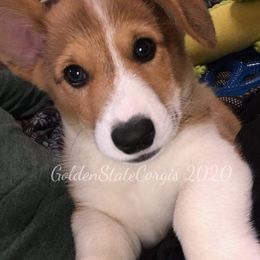 Pembroke Welsh Corgi Puppies from Golden State Corgis