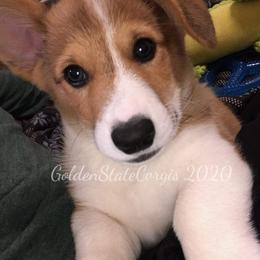 Pembroke Welsh Corgi Puppies from Golden State Corgis