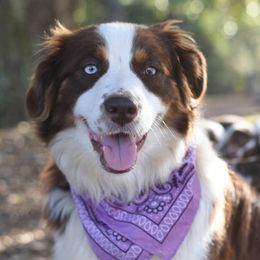 Australian Shepherd Puppies from Carolina Aussies