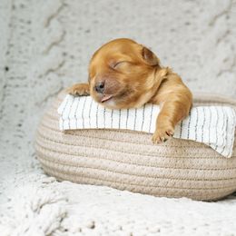 Light blue collar - Red male Cavapoo puppy in Duncan, South Carolina from Abner Creek Poodles & Doodles