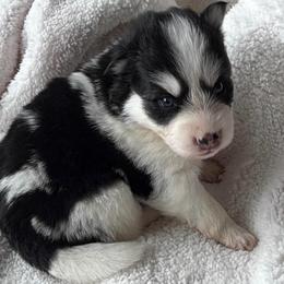Joy - Black and white female Pomsky puppy in Mc Minnville, Oregon from West Coast Pomskies