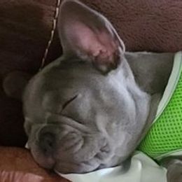 French Bulldogs from Justin's French Bulldogs