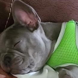French Bulldogs from Justin's French Bulldogs