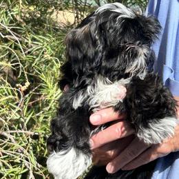 Kiki - Black and white female Shih Tzu puppy in Victorville, California from Precioustzus