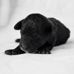 Mary - Black and white female Cockapoo puppy in Ellensburg, Washington from Dawn to Dusk Cockapoos