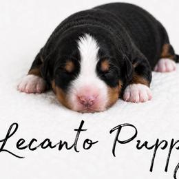 Bernedoodles from Lecanto Puppy