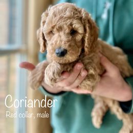 Poodle Puppies from Beltane Bonnies