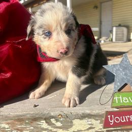 Rusty - Blue merle male Australian Shepherd puppy in Preston, Idaho from KC Bar Ranch Aussies
