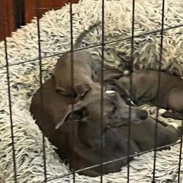 Italian Greyhound Puppies from Fisher Link