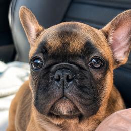 Meet Bonnie - Fawn and white female French Bulldog puppy in Spanaway, Washington from Beloved Frenchies