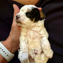 George - Phantom male Poodle puppy in Ardmore, Oklahoma from The Poodles of Green Acres