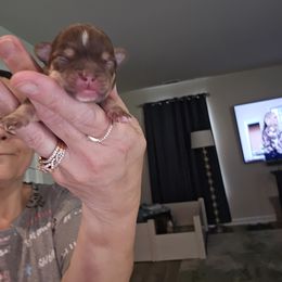 Chihuahua Puppies from Cutie Pie Chihuahua's