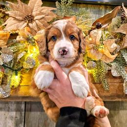 Denali - Merle male Bernedoodle puppy in Forest, Ohio from Mini Doodle Buddies