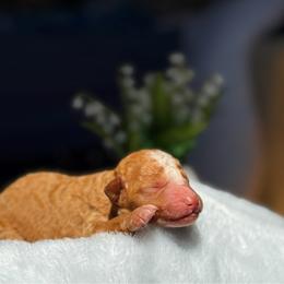 Simon-Peter - Apricot male Goldendoodle puppy in Urbana, Illinois from ZaraDoodles