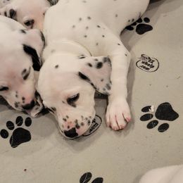 Dalmatian Puppies from Rock Creek Dalmatians
