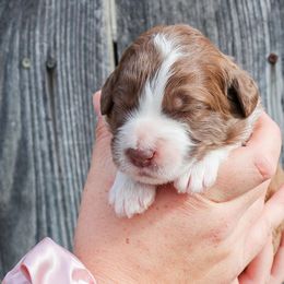 Red and White Female - Aussiedoodle puppy in Orland, California from Shockley’s Elite Doodles