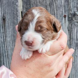Red and White Female - Aussiedoodle puppy in Orland, California from Shockley’s Elite Doodles