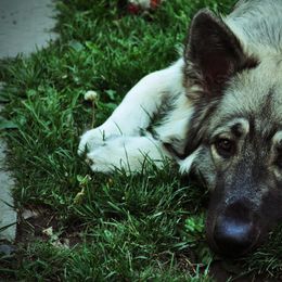 Shiloh Shepherds from High Caliber Shilohs