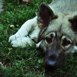 Shiloh Shepherds from High Caliber Shilohs