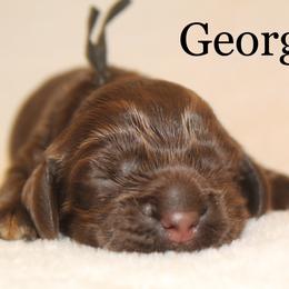 Boy 3 - Cocker Spaniel puppy in Perry, Arkansas from Parker's Cockapoos, LLC