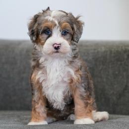 Kenai - Merle female Bernedoodle puppy in Dundee, Ohio from Down Home Doodle