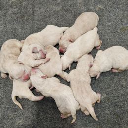 Labrador Retriever puppies from R&M Labrador Retriever Puppies