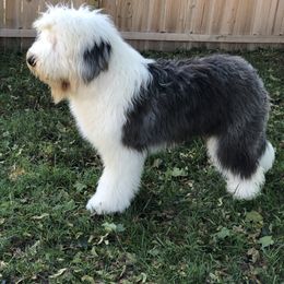 Coby - Old English Sheepdog