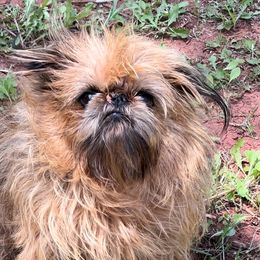 Brussels Griffon All Grown Up from Lavish Griffons