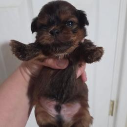 Theo - Red male Shih Tzu puppy in Waynesboro, Pennsylvania from Big Win Shih Tzus