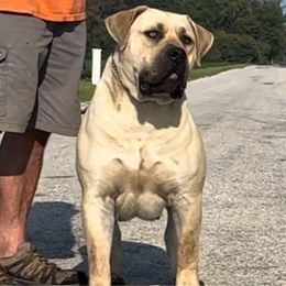Rizzy - Boerboel