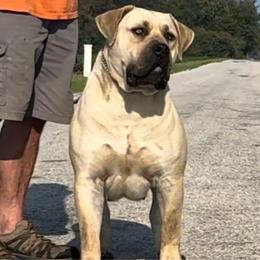 Rizzy - Boerboel