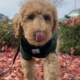 Aussiedoodles from Magnolia Grove Farms