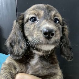 Chuck - Cream male Dachshund puppy in Bigfork, Minnesota from Dachshunds Up North