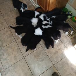 Girl 2 - Collie puppy in Michigan from Collie Hobbies