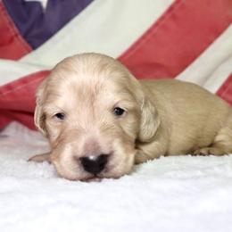 Melia - Cream female Dachshund puppy in Texarkana, Texas from Lolo&CoDachshunds